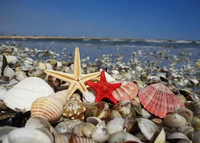 Yvo Lioness & Mamaia Nord Daire *